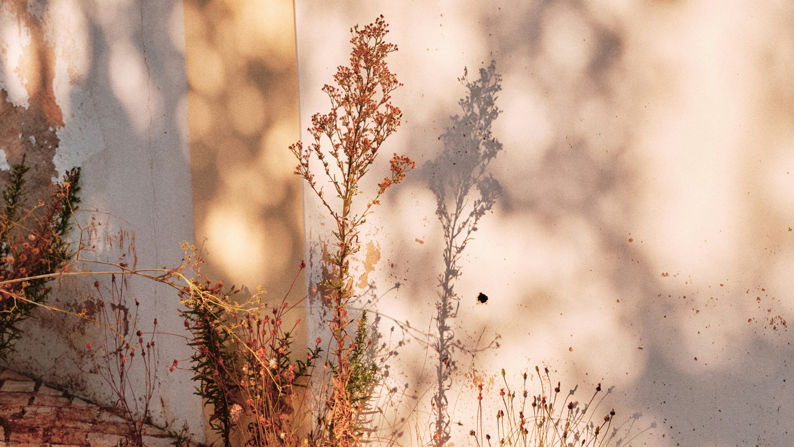 Soft sunlight casting plant shadows on a neutral wall, symbolising implicit memory and internal emotional patterns beyond conscious recall